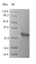 Cyprinus carpio Parvalbumin (cyp c 1.02) Recombinant Protein, Cyprinus carpio (Common carp), E.coli, N-terminal 6xHis-SUMO-tagged, 27.6 kDa, purity >≥ 90% as determined by SDS-PAGE.