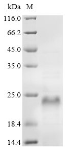 Human Nascent polypeptide-associated complex subunit alpha (NACA) Recombinant Protein, Homo sapiens (Human), Yeast, N-terminal 10xHis-tagged, 25.9 kDa, purity >≥ 90% as determined by SDS-PAGE.