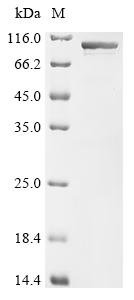 Mouse Heat shock protein HSP 90-alpha (Hsp90aa1) Recombinant Protein, Mus musculus (Mouse), E.coli, N-terminal 10xHis-tagged and C-terminal Myc-tagged, 92.1 kDa, purity >≥ 85% as determined by SDS-PAGE.