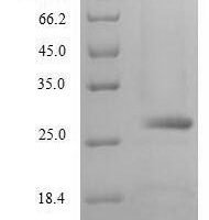 Human Chymotrypsin-like elastase family member 2A (CELA2A) Recombinant Protein - BioCrest Sci