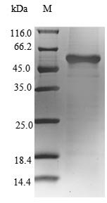 Cricetulus griseus Glutamine synthetase (GLUL) Recombinant Protein, N-His-SUMO, Cricetulus griseus (Chinese hamster) (Cricetulus barabensis griseus), E.coli, N-terminal 6xHis-SUMO-tagged, 58.2 kDa, purity >≥ 90% as determined by SDS-PAGE.