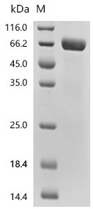 Mouse Pro-neuregulin-1, membrane-bound isoform (Nrg1), partial Recombinant Protein, Mus musculus (Mouse), Mammalian cell, C-terminal hFc1-tagged, 53.9 kDa, purity >≥ 90% as determined by SDS-PAGE.