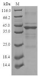 Human Complexin-2 (CPLX2) Recombinant Protein, Homo sapiens (Human), E.coli, N-terminal GST-tagged, 42.4 kDa, purity >≥ 90% as determined by SDS-PAGE.