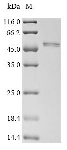 Mouse Sialidase-1 (Neu1) Recombinant Protein, Mus musculus (Mouse), Yeast, N-terminal 6xHis-tagged, 42.3 kDa, purity >≥ 85% as determined by SDS-PAGE.
