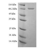 Human Transcriptional regulator ERG (ERG) Recombinant Protein, N-His-SUMO, Homo sapiens (Human), E.coli, N-terminal 6xHis-SUMO-tagged, 70.6 kDa, purity >≥ 90% as determined by SDS-PAGE.