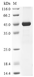 Plasmodium falciparum Apical membrane antigen 1 (AMA-1) (F287S), partial Recombinant Protein, Plasmodium falciparum (isolate 7G8), E.coli, N-terminal 6xHis-tagged, 45.2 kDa, purity >≥ 85% as determined by SDS-PAGE.