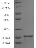 Rat Basic leucine zipper transcriptional factor ATF-like 3 (Batf3) Recombinant Protein, N-His, aa 1–133, E.coli - BioCrest Sci