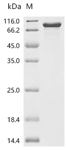 Mouse Bone morphogenetic protein 7 (Bmp7) Recombinant Protein, Mus musculus (Mouse), Mammalian cell, C-terminal 10xHis-HSA-tagged, 83.4 kDa, purity >≥ 85% as determined by SDS-PAGE.