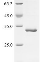 Human Interferon alpha-2 (IFNA2) Recombinant Protein, N-GST - BioCrest Sci
