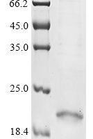 Mouse Prostaglandin E2 receptor EP4 subtype (Ptger4), partial Recombinant Protein - BioCrest Sci