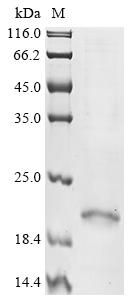Mouse Prostaglandin E2 receptor EP4 subtype (Ptger4), partial Recombinant Protein, Mus musculus (Mouse), E.coli, Tag-Free, 16.6 kDa, purity >≥ 85% as determined by SDS-PAGE.