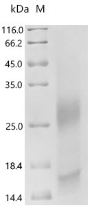 Mouse Probetacellulin (Btc), partial Recombinant Protein, C-10His, Mus musculus (Mouse), Yeast, C-terminal 10xHis-tagged, 11.1 kDa, purity >≥ 90% as determined by SDS-PAGE.