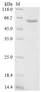 Human Angiopoietin-related protein 6 (ANGPTL6) Recombinant Protein, Homo sapiens (Human), Mammalian cell, C-terminal hFc1-tagged, 80.6 kDa, purity >≥ 90% as determined by SDS-PAGE.