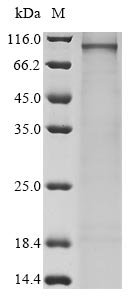 Human Semaphorin-3G (SEMA3G) Recombinant Protein, Homo sapiens (Human), Mammalian cell, N-terminal 10xHis-tagged and C-terminal Myc-tagged, 89.5 kDa, purity >≥ 90% as determined by SDS-PAGE.