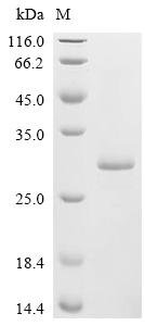 Foot-and-mouth disease virus Genome polyprotein, partial Recombinant Protein, Foot-and-mouth disease virus serotype O (FMDV), E.coli, N-terminal 10xHis-tagged and C-terminal Myc-tagged, 30.4 kDa, purity >≥ 85% as determined by SDS-PAGE.
