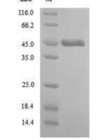 Arabidopsis thaliana Double-stranded RNA-binding protein 5 (DRB5) Recombinant Protein - BioCrest Sci