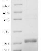Mouse Regenerating islet-derived protein 3-gamma (Reg3g), partial Recombinant Protein, N-His, aa 27–174, E.coli - BioCrest Sci