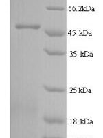 Apis mellifera Major royal jelly protein 1 (MRJP1) Recombinant Protein, N-His - BioCrest Sci