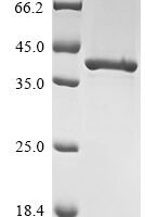 proteinG Recombinant Protein - BioCrest Sci