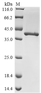 proteinG Recombinant Protein, N/A, E.coli, N-terminal 6xHis-Trx-tagged, 39.7 kDa, purity >≥ 90% as determined by SDS-PAGE.