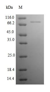 Rat Neural cell adhesion molecule 1 (Ncam1), partial Recombinant Protein, Rattus norvegicus (Rat), E.coli, N-terminal 10xHis-tagged and C-terminal Myc-tagged, 82.7 kDa, purity >≥ 90% as determined by SDS-PAGE.