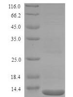 Salmonella typhi LPS-assembly protein LptD (lptD), partial Recombinant Protein, N-His - BioCrest Sci