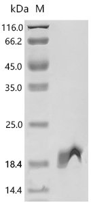 Human Cyclin-dependent kinases regulatory subunit 2 (CKS2) Recombinant Protein, E.coli, C-terminal 6xHis-tagged, 16.8 kDa, purity >≥ 95% as determined by SDS-PAGE.