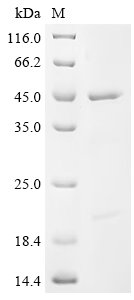 Human Eukaryotic initiation factor 4A-I (EIF4A1) Recombinant Protein, Tag-Free, Homo sapiens (Human), E.coli, Tag-Free, 46.2 kDa, purity >≥ 85% as determined by SDS-PAGE.