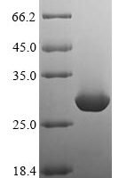 Rat Mast cell protease 2 (Mcpt2) Recombinant Protein, N-His/C-Myc, aa 21–247, Yeast - BioCrest Sci