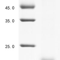 Dog Interleukin-33 (IL33), partial Recombinant Protein, N-His, aa 102–263, Yeast - BioCrest Sci