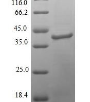 Colwellia psychrerythraea DNA polymerase IV (dinB) Recombinant Protein, N-His - BioCrest Sci
