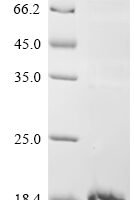 Lama glama Glycosylation-dependent cell adhesion molecule 1 (GLYCAM1), partial Recombinant Protein - BioCrest Sci