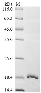 Lama glama Glycosylation-dependent cell adhesion molecule 1 (GLYCAM1), partial Recombinant Protein, Lama glama (Llama), E.coli, N-terminal 6xHis-KSI-tagged, 17.4 kDa, purity >≥ 85% as determined by SDS-PAGE.