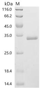 Human Thrombospondin type-1 domain-containing protein 7A (THSD7A), partial Recombinant Protein, Homo sapiens (Human), E.coli, C-terminal 6xHis-tagged, 29.3 kDa, purity >≥ 90% as determined by SDS-PAGE.