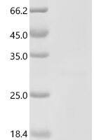Human Neurotrophic factor BDNF precursor form (BDNF)(R225E,R245E) Recombinant Protein - BioCrest Sci
