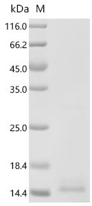 Human Neurotrophic factor BDNF precursor form (BDNF)(R225E,R245E) Recombinant Protein, Homo sapiens (Human), E.coli, Tag-Free, 13.6 kDa, purity >≥ 90% as determined by SDS-PAGE.