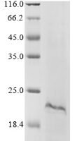 Apis mellifera carnica Defensin-1 Recombinant Protein - BioCrest Sci