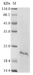 Apis mellifera carnica Defensin-1 Recombinant Protein, Apis mellifera carnica (Carniolan honeybee), E.coli, N-terminal 6xHis-KSI-tagged, 20.9 kDa, purity >≥ 85% as determined by SDS-PAGE.