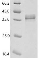 Dog Mastin Recombinant Protein, C-His, aa 31–280, E.coli - BioCrest Sci
