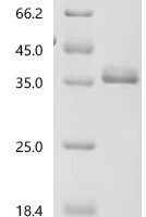 Cavia porcellus Lipocalin Cav p 2.0101 (Lcncavp2) Recombinant Protein, N-His-SUMOstar - BioCrest Sci