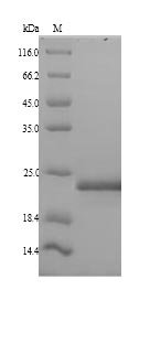 Human Mediator of DNA damage checkpoint protein 1 (MDC1), partial Recombinant Protein, N-His, Homo sapiens (Human), Yeast, N-terminal 6xHis-tagged, 22.9 kDa, purity >≥ 90% as determined by SDS-PAGE.