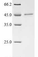 Mouse CMRF35-like molecule 6 (Cd300c), partial Recombinant Protein - BioCrest Sci