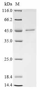 Mouse CMRF35-like molecule 6 (Cd300c), partial Recombinant Protein, Mus musculus (Mouse), E.coli, N-terminal GST-tagged, 45.8 kDa, purity >≥ 85% as determined by SDS-PAGE.