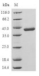 Human Nucleoside diphosphate kinase, mitochondrial (NME4) Recombinant Protein, Homo sapiens (Human), E.coli, N-terminal GST-tagged, 44.3 kDa, purity >≥ 90% as determined by SDS-PAGE.