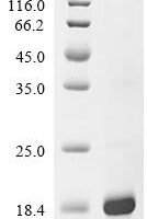 Juglans regia Non-specific lipid-transfer protein Recombinant Protein - BioCrest Sci