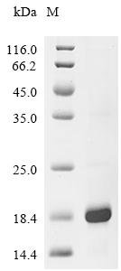 Juglans regia Non-specific lipid-transfer protein Recombinant Protein, Juglans regia (English walnut), E.coli, C-terminal 6xHis-tagged, 16.1 kDa, purity >≥ 85% as determined by SDS-PAGE.