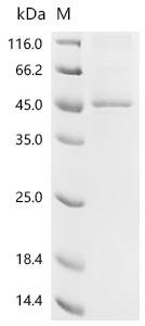 Human Procollagen C-endopeptidase enhancer 2 (PCOLCE2) Recombinant Protein, Homo sapiens (Human), Mammalian cell, C-terminal 10xHis-tagged, 44.7 kDa, purity >≥ 85% as determined by SDS-PAGE.