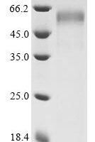 Triticum aestivum Dehydrin COR410 (COR410) Recombinant Protein, C-His-Myc - BioCrest Sci