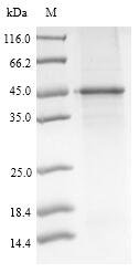 Mouse Pyruvate dehydrogenase E1 component subunit alpha, somatic form, mitochondrial (Pdha1) Recombinant Protein, Mus musculus (Mouse), E.coli, Tag-Free, 40.2 kDa, purity >≥ 85% as determined by SDS-PAGE.