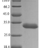 Human Heterogeneous nuclear ribonucleoproteins A2/B1 (HNRNPA2B1) Recombinant Protein, N-10His - BioCrest Sci